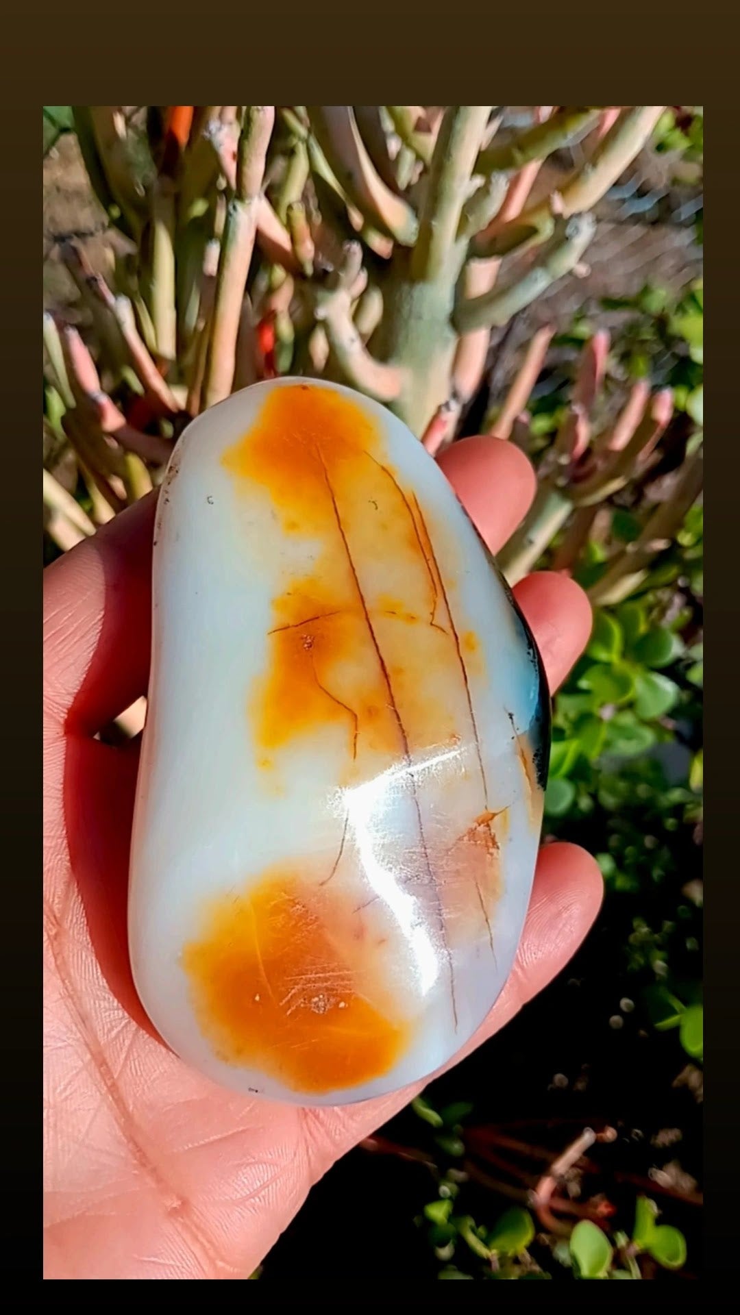 Natural Chalcedony with Aquatic Plants Agate Banded/ Dendrites Agate