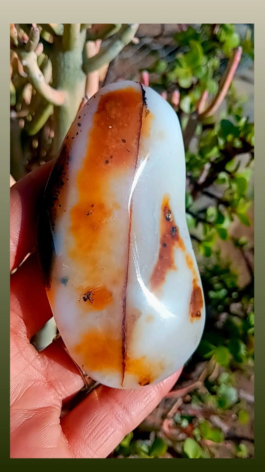 Natural Chalcedony with Aquatic Plants Agate Banded/ Dendrites Agate